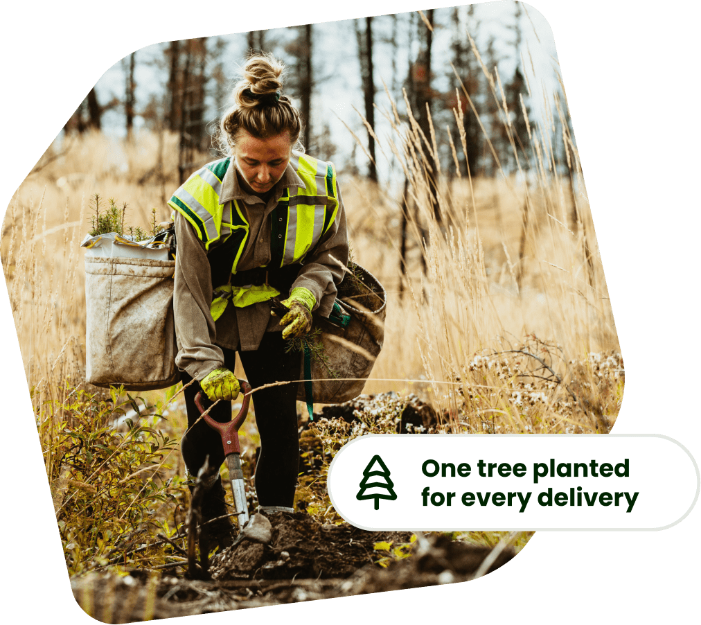 one tree planted